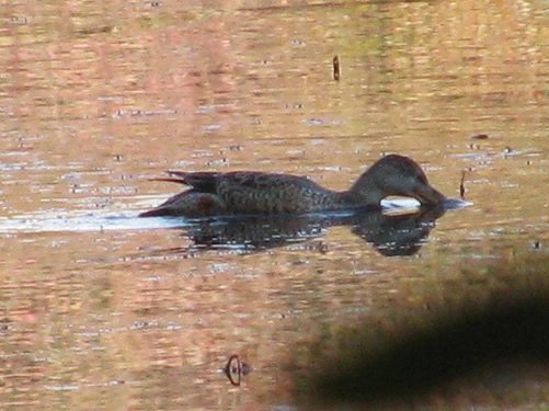 Northern Shoveler Duck