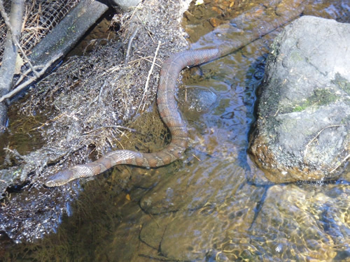 Northern Water Snake