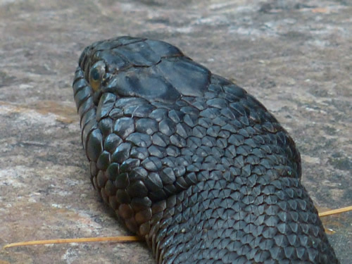 Northern Water Snake