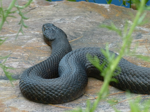 Northern Water Snake