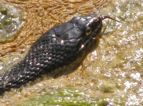 Northern Water Snake