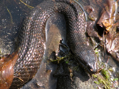 Northern Water Snake