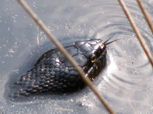 Northern Water Snake