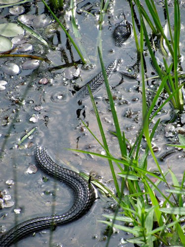 Northern Water Snake