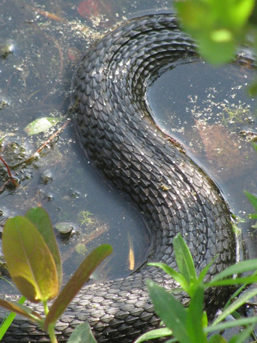 Northern Water Snake