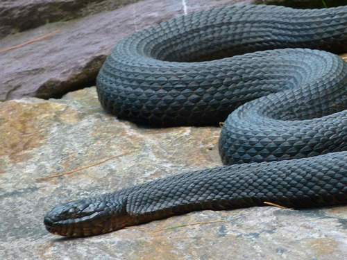 Northern Water Snake