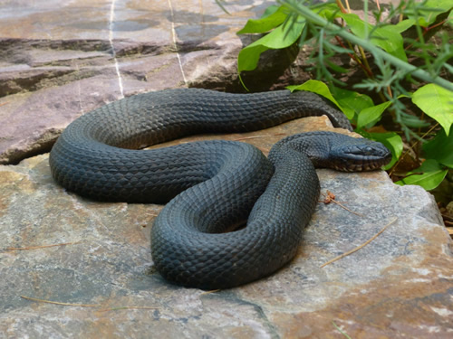 Northern Water Snake