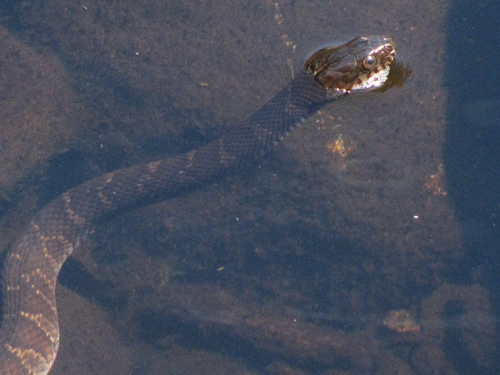 Northern Water Snake (Juvenile)