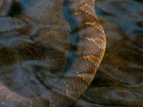 Northern Water Snake (Juvenile)