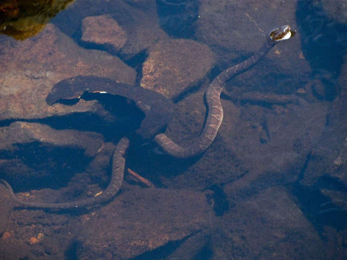 Northern Water Snake (Juvenile)