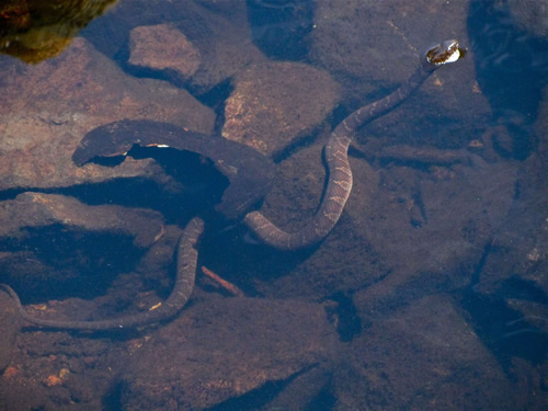 Northern Water Snake (Juvenile)