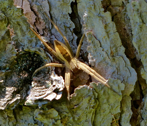 Nursery Web Spider