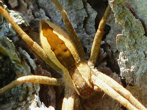 Nursery Web Spider