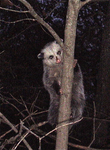 Opossum