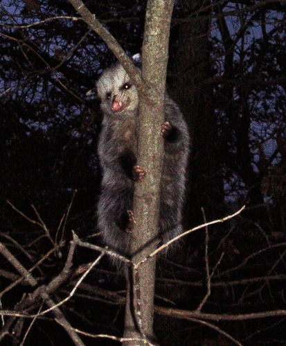 Opossum