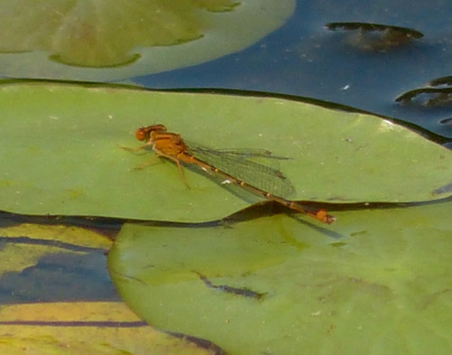 Orange Bluet Damselfly