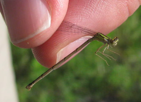 Orange Bluet Damselfly