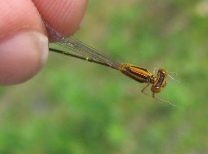 Orange Bluet Damselfly