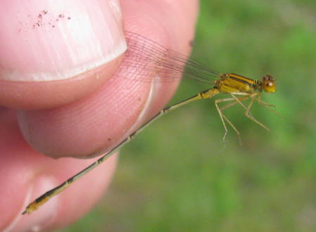 Orange Bluet Damselfly