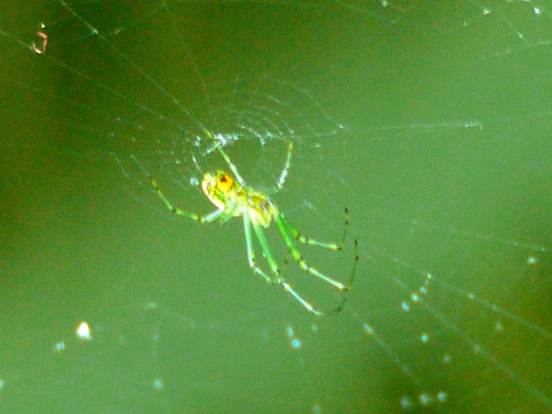 Orchard Orbweaver