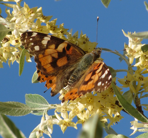 Painted Lady Butterfly