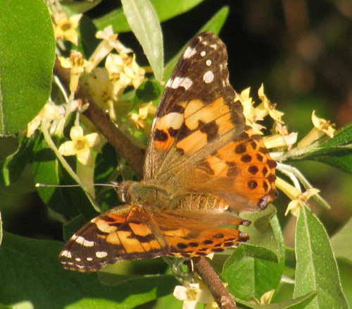 Painted Lady Butterfly