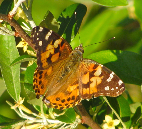 Painted Lady Butterfly