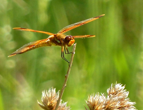 Painted Skimmer Dragonfly