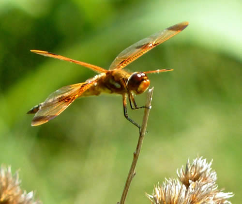 Painted Skimmer Dragonfly