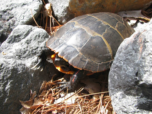 Painted Turtle