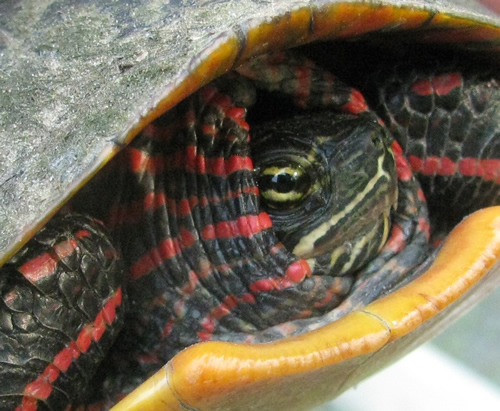 Painted Turtle