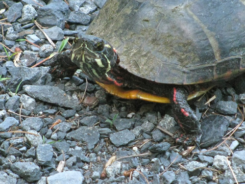 Painted Turtle