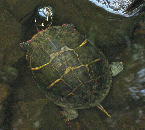 Painted Turtle