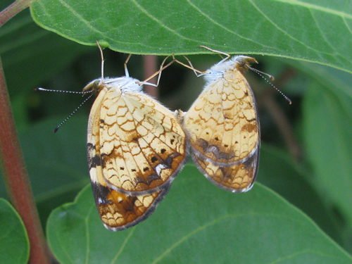 Pearl Crescent Butterflies