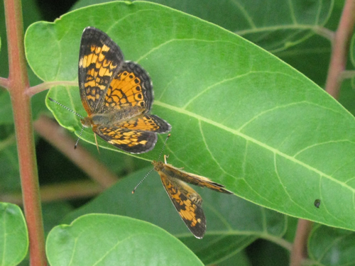 Pearl Crescent Butterflies