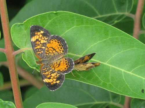 Pearl Crescent Butterflies