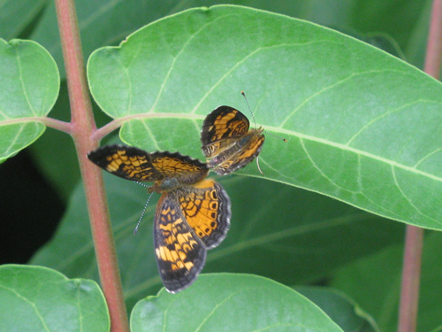 Pearl Crescent Butterflies