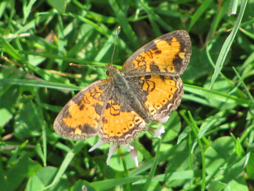 Pearl Crescent Butterfly