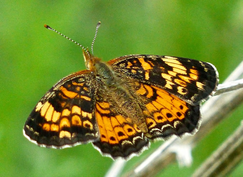 Pearl Crescent Butterfly