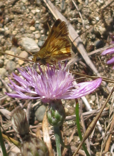 Peck's Skipper Butterfly