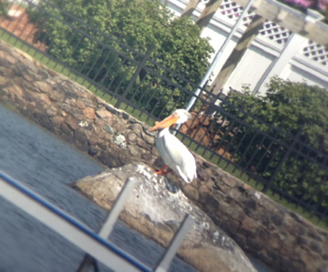American White Pelican