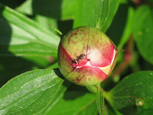 Peony