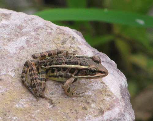 Pickerel Frog