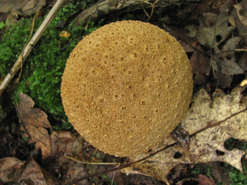 Pigskin Poison Puffball