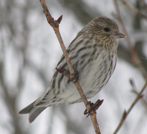 Pine Siskin