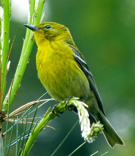 Pine Warbler