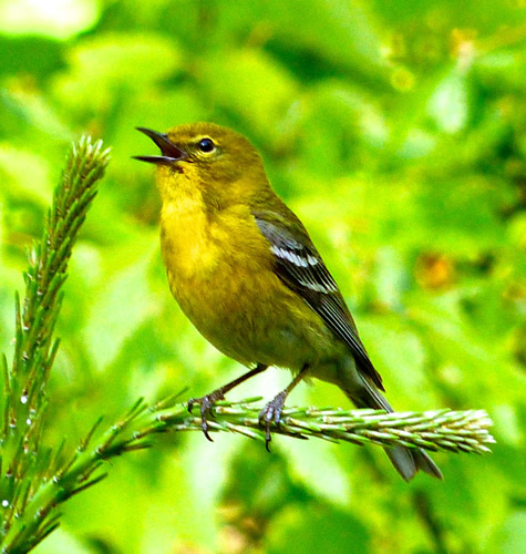 Pine Warbler