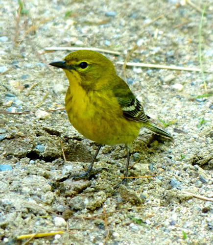 Pine Warbler