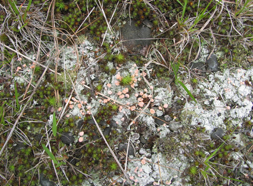 Pink Earth Lichen