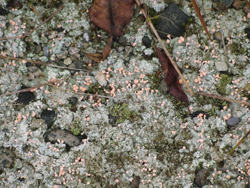 Pink Earth Lichen